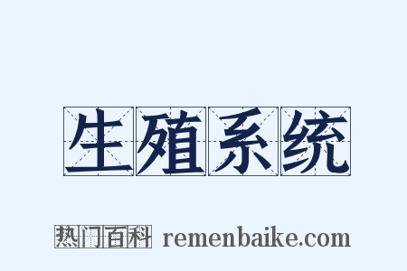 生殖系统是什么意思的图片